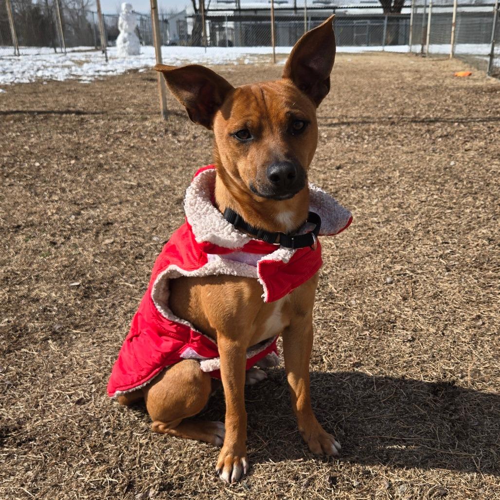 Enlarge Dwight, a Adoptable Mixed Breed in Tulsa, OK image 5/6