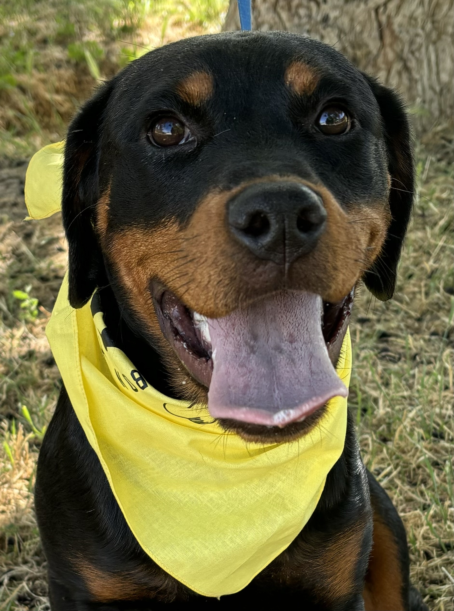 Kaboom, Adoptable, Adult Female Rottweiler.