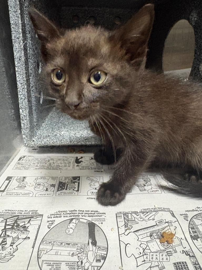 Enlarge Tito, a Adoptable mixed breed in Henderson, NC image 1/1