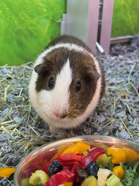 Enlarge Lucy and Zoey, a ADOPTABLE Guinea Pig in Cambridge, MA image 1/3