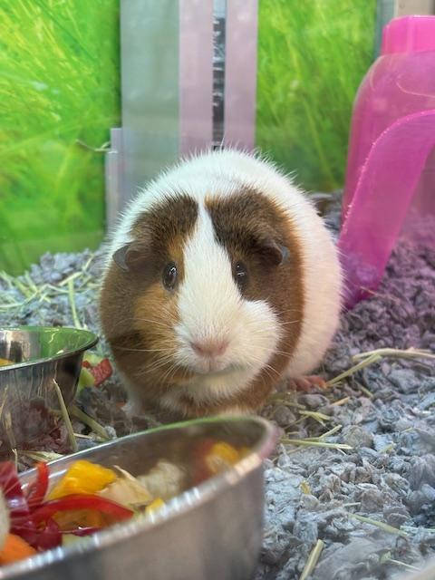 Enlarge Lucy and Zoey, a ADOPTABLE Guinea Pig in Cambridge, MA image 2/3