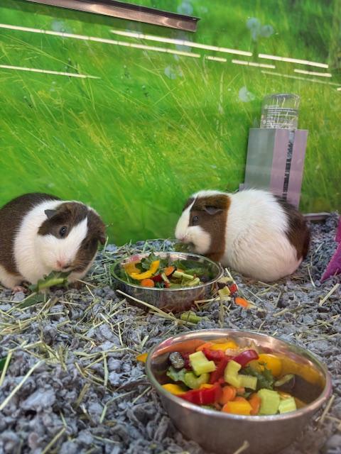 Enlarge Lucy and Zoey, a ADOPTABLE Guinea Pig in Cambridge, MA image 3/3