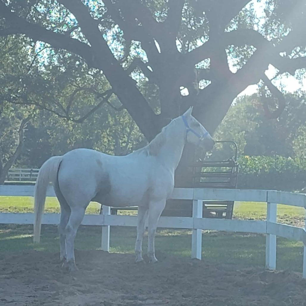Atreyu, Adoptable, Senior Male Quarterhorse.