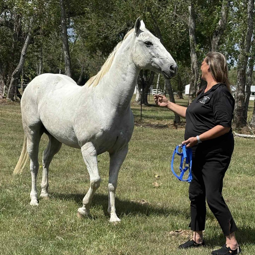 Enlarge Atreyu, a Adoptable Quarterhorse in Dickinson, TX image 2/3