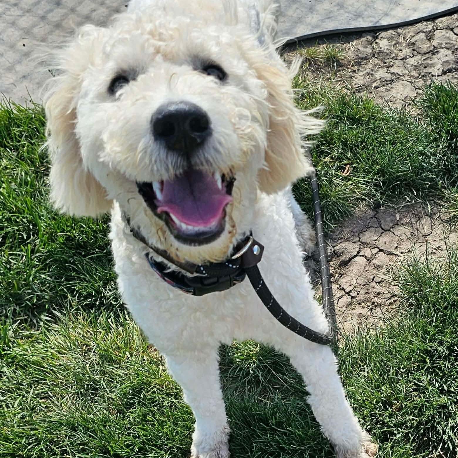 Shia, adopted, Puppy Female Standard Poodle & Labrador Retriever.