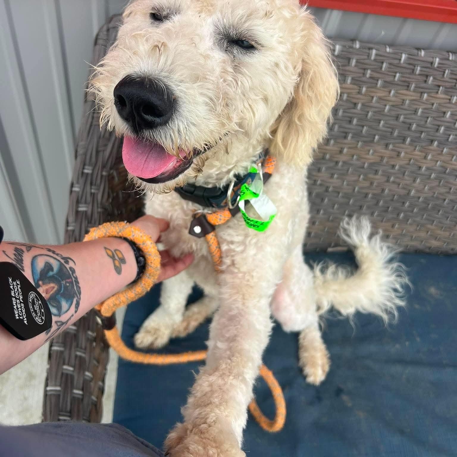 Shia, an adopted mixed breed in Minooka, IL image 2/4