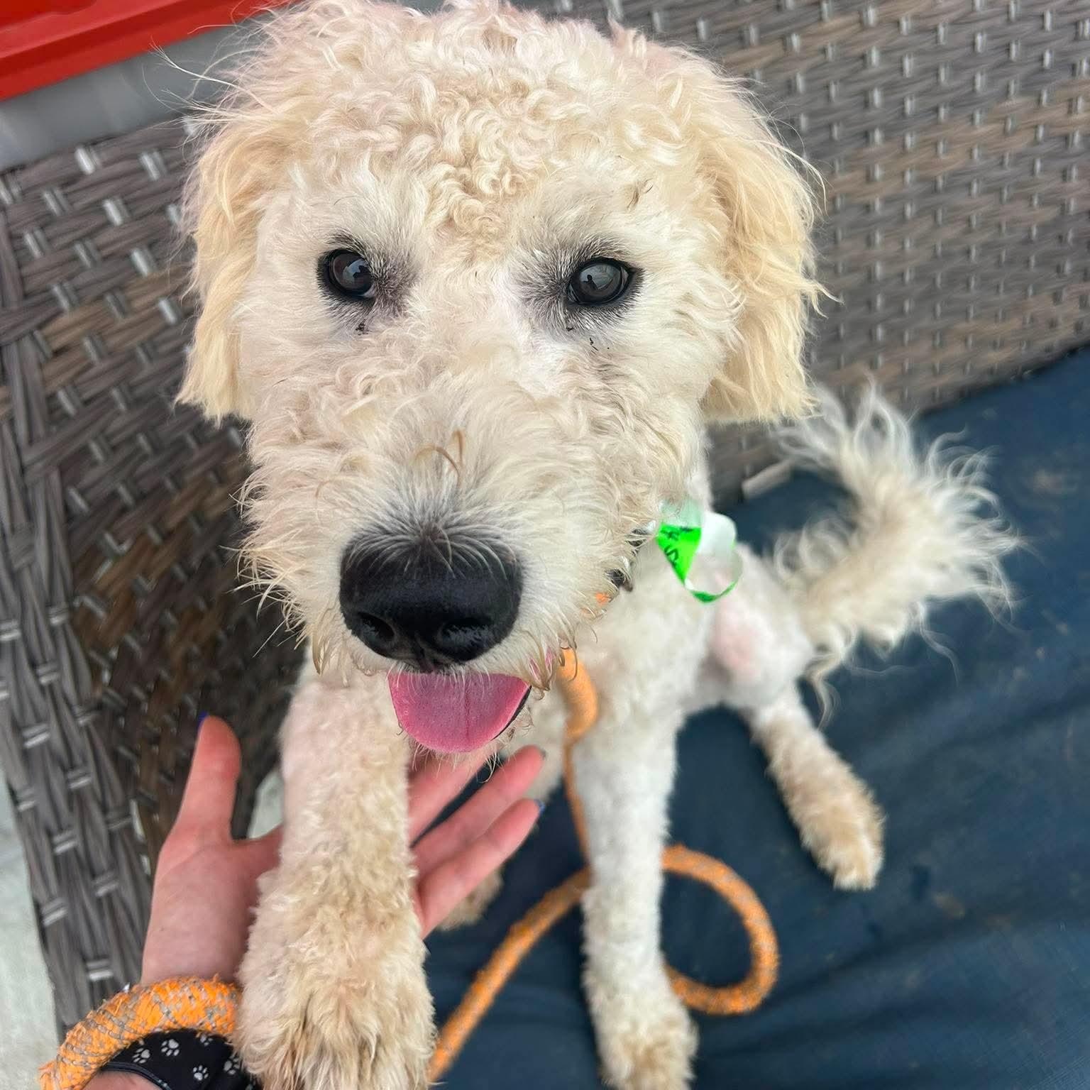 Shia, an adopted mixed breed in Minooka, IL image 3/4