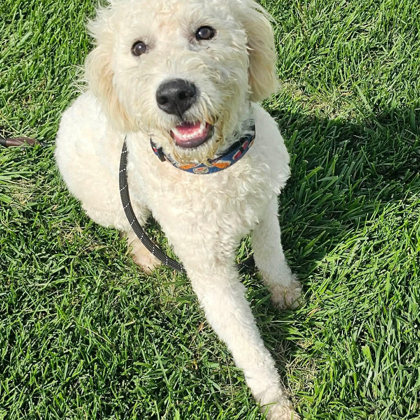 Shia, an adopted mixed breed in Minooka, IL image 4/4