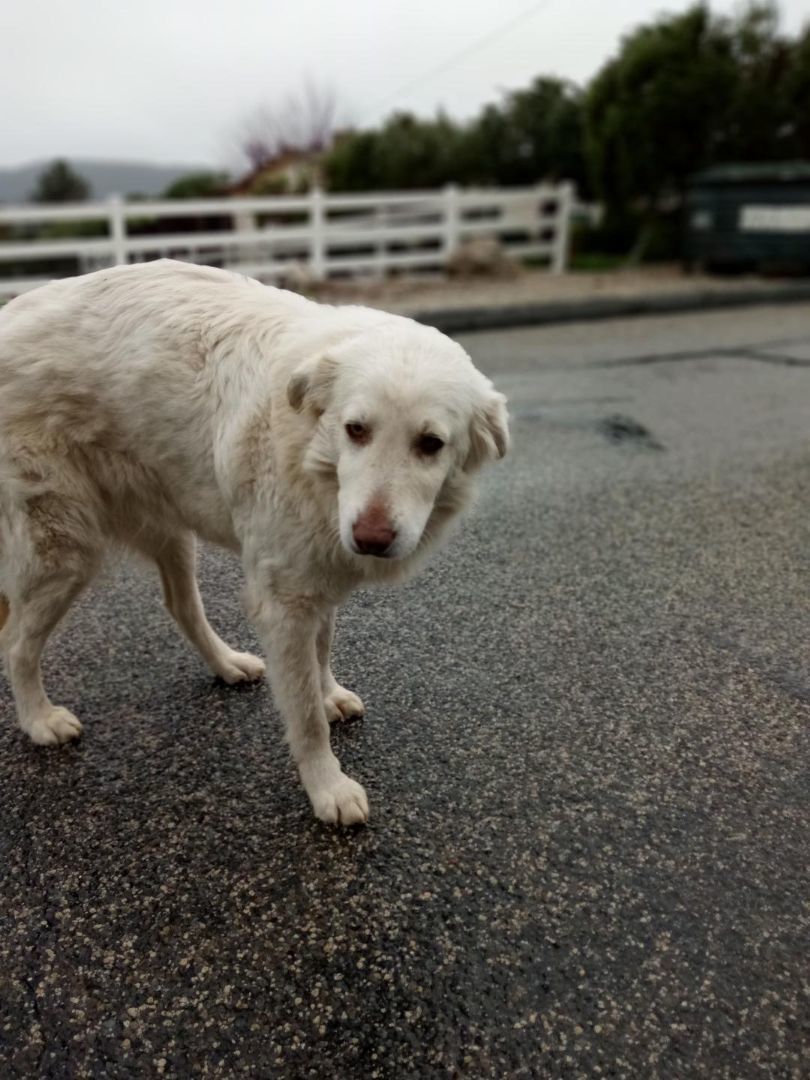 TRUCKER, a Adoptable mixed breed in San Bernardino, CA image 1/2