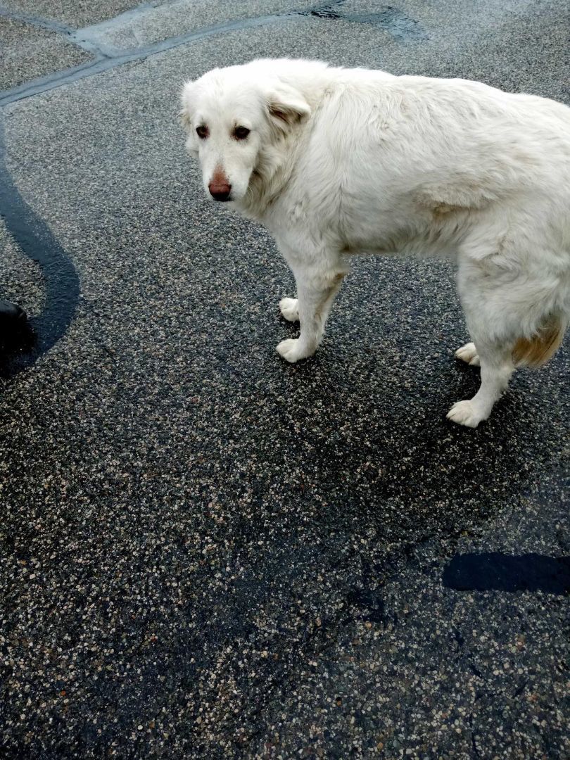 TRUCKER, a Adoptable mixed breed in San Bernardino, CA image 2/2