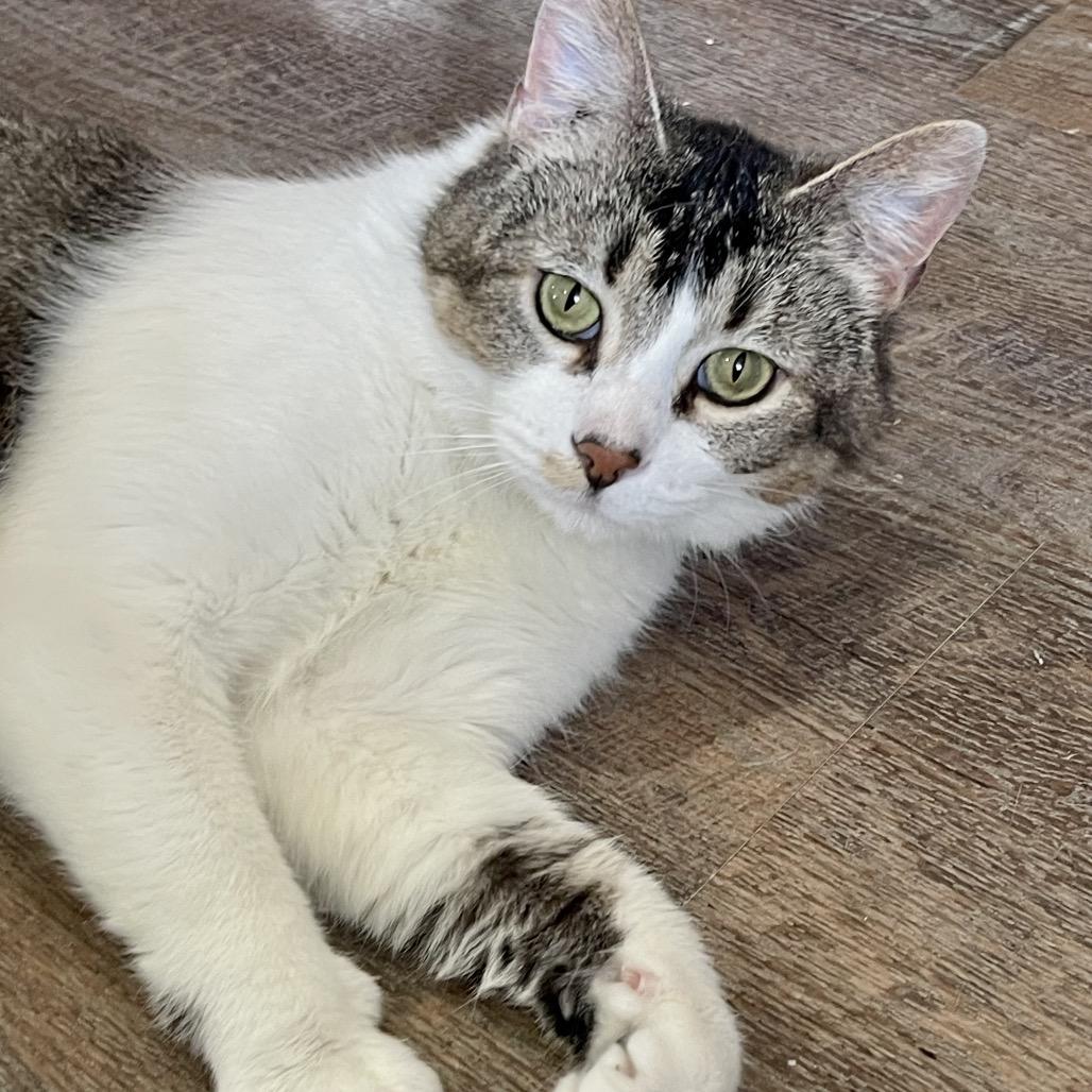 Enlarge Mochi, a Adoptable Domestic Short Hair in Park Falls, WI image 1/3