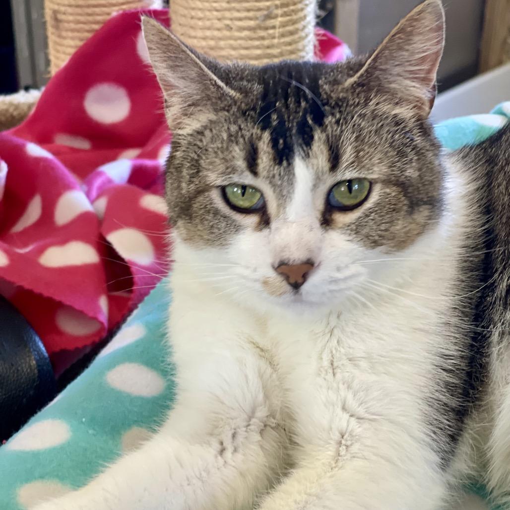 Enlarge Mochi, a Adoptable Domestic Short Hair in Park Falls, WI image 2/3