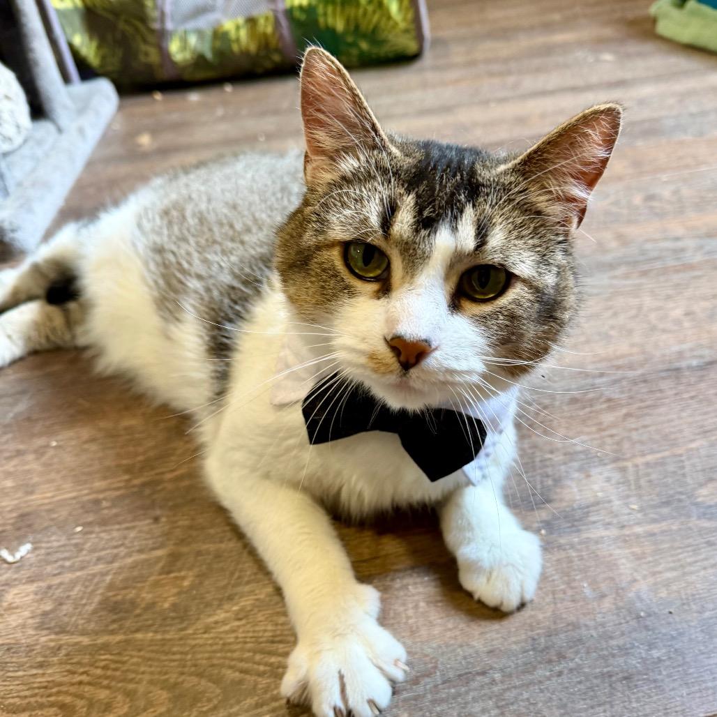 Enlarge Mochi, a Adoptable Domestic Short Hair in Park Falls, WI image 3/6