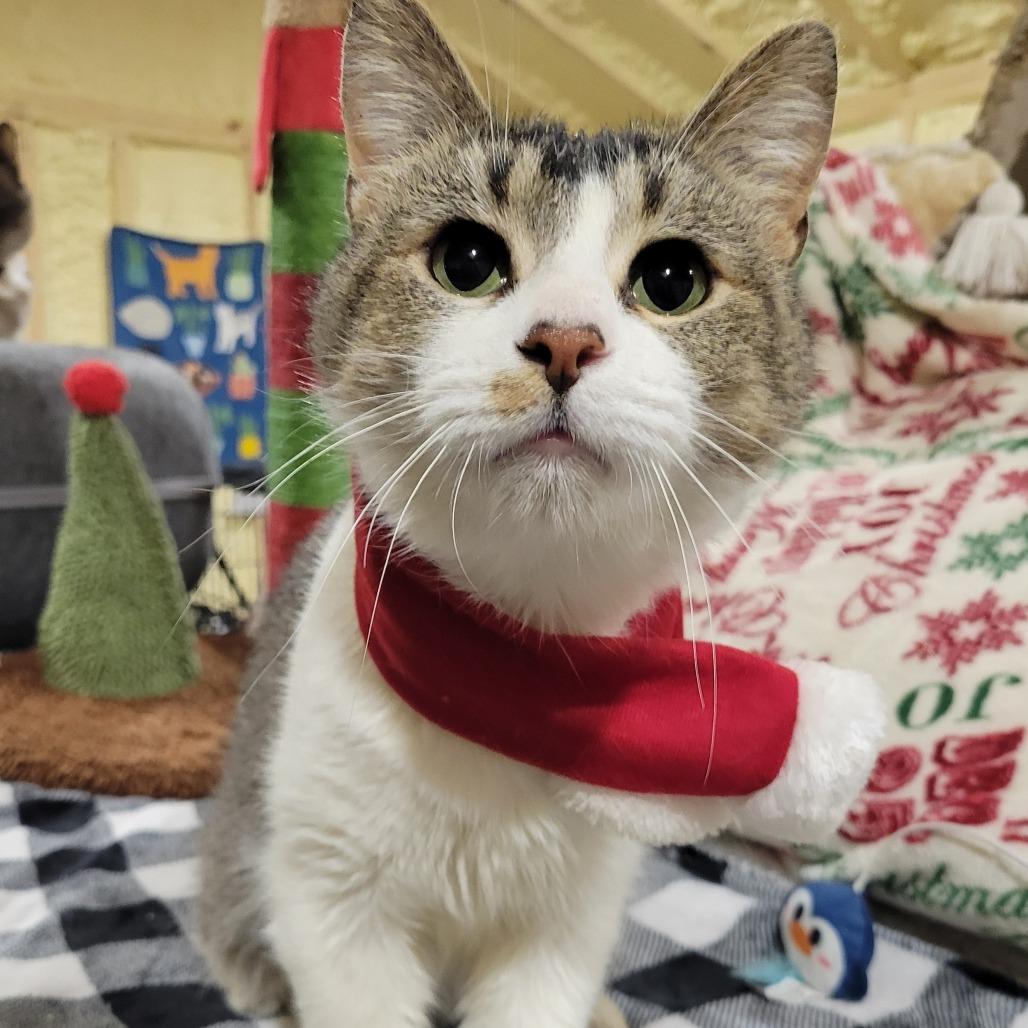 Enlarge Mochi, a Adoptable Domestic Short Hair in Park Falls, WI image 1/1