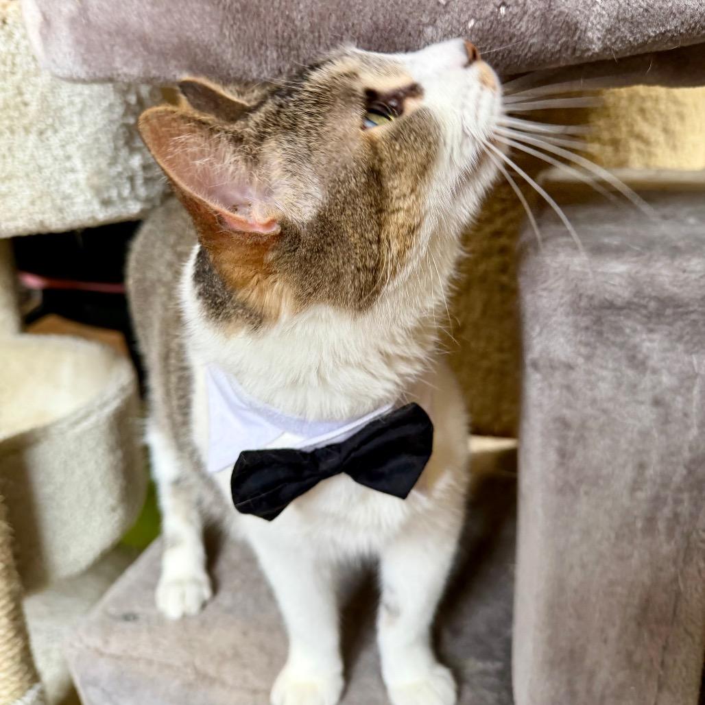 Enlarge Mochi, a Adoptable Domestic Short Hair in Park Falls, WI image 4/6