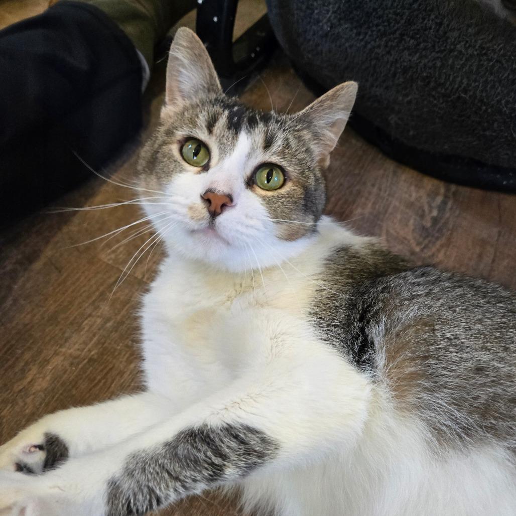 Enlarge Mochi, a Adoptable Domestic Short Hair in Park Falls, WI image 3/3