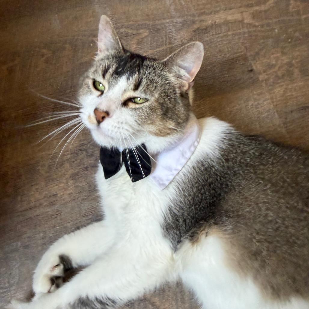 Enlarge Mochi, a Adoptable Domestic Short Hair in Park Falls, WI image 6/6