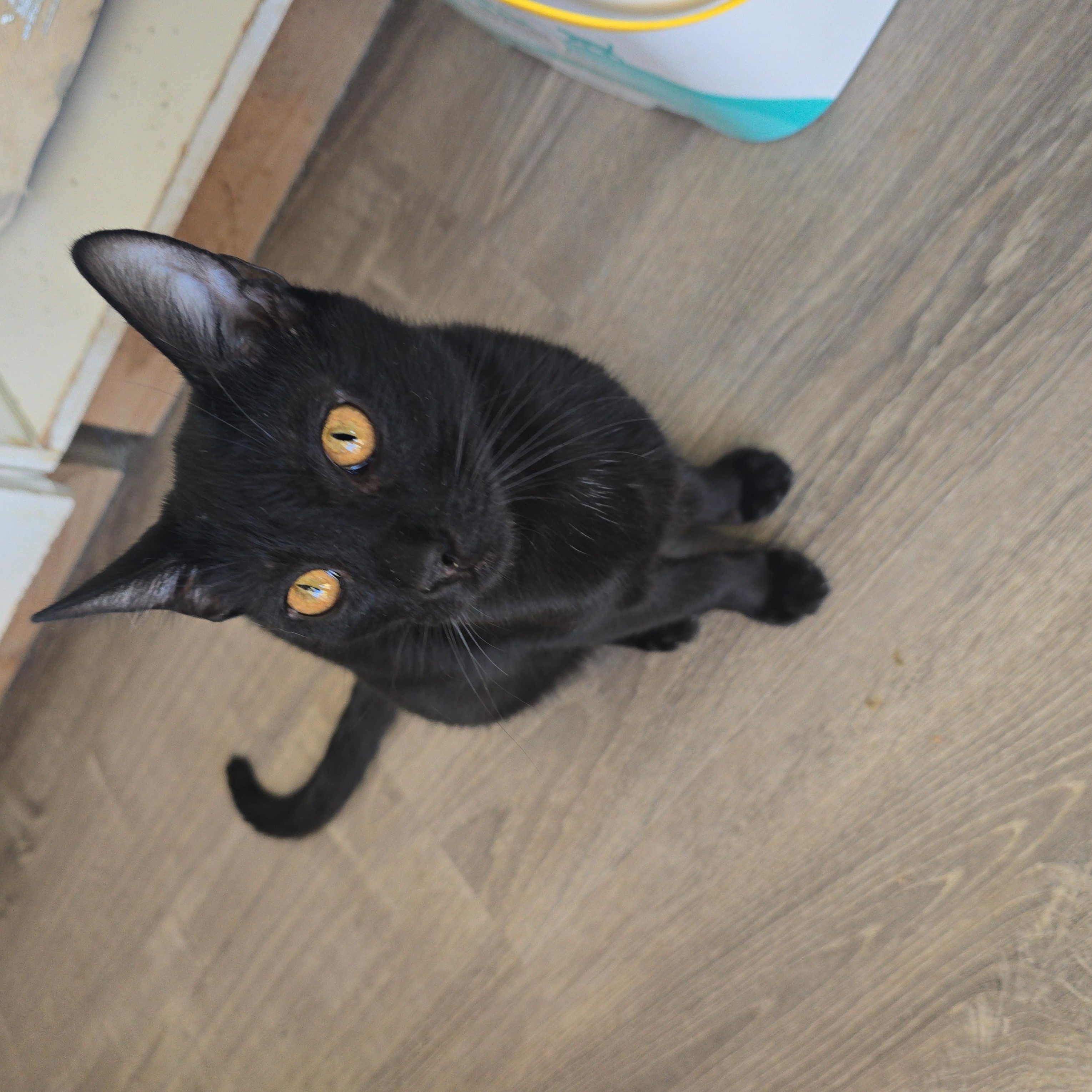 Enlarge Ghosty, a ADOPTABLE Domestic Short Hair in Globe, AZ image 1/1