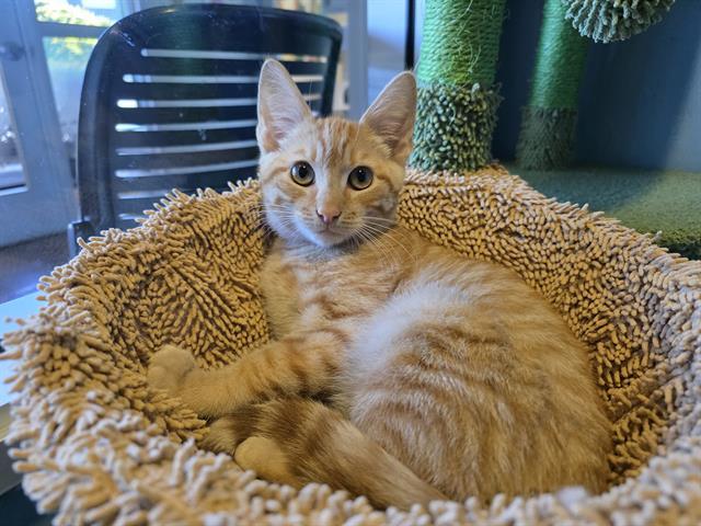 Enlarge NED, a Adoptable Domestic Short Hair in Santa Clara, CA image 1/1