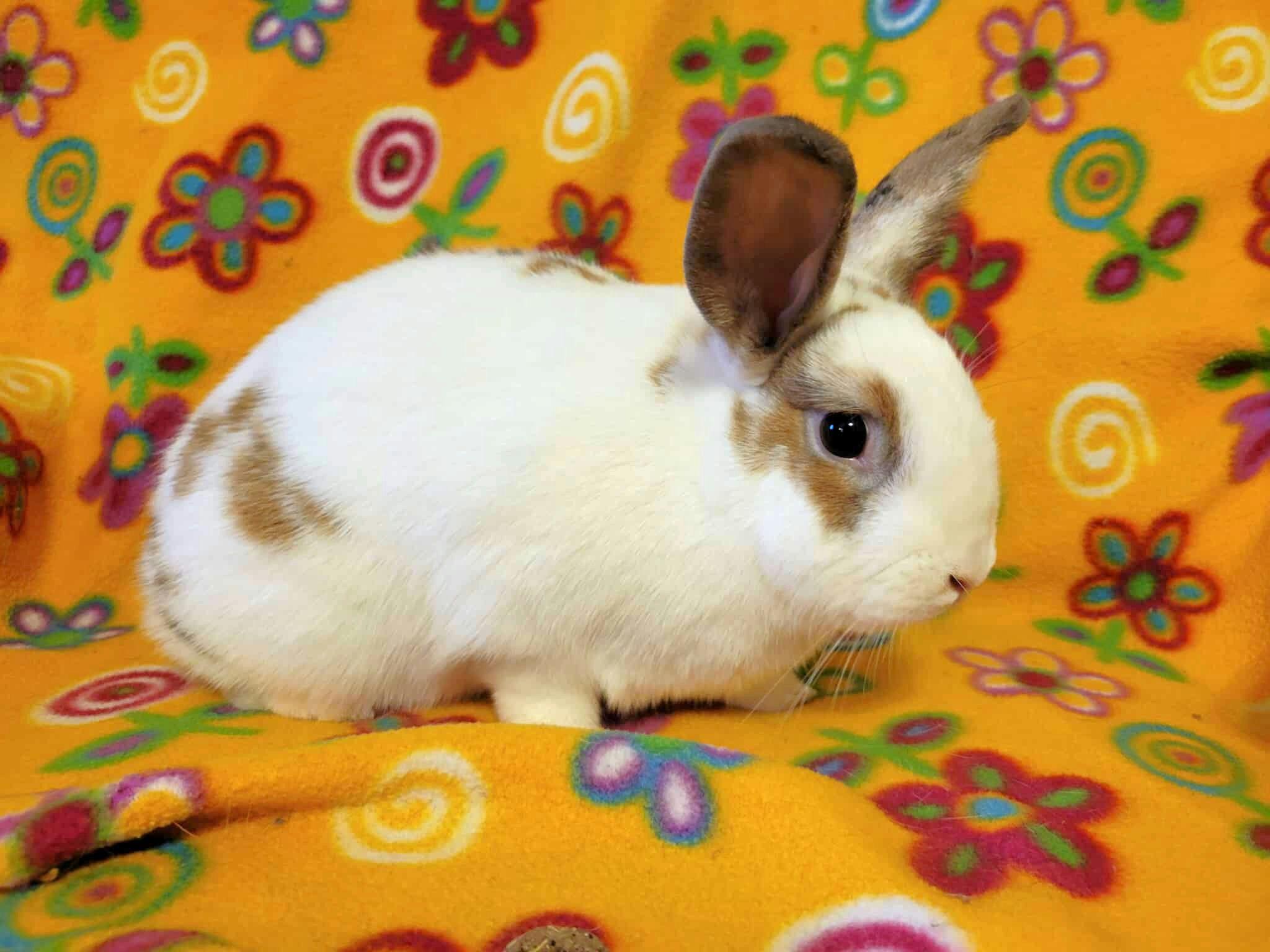Mezcal - Adoptable Pet | Petfinder