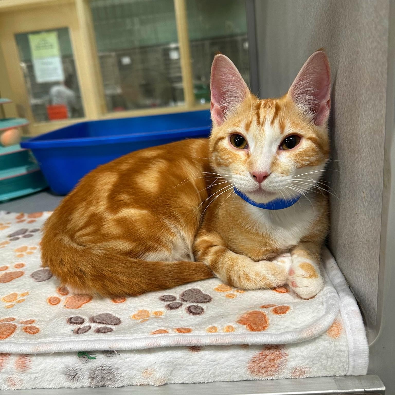 Enlarge Gizmo, an adopted Domestic Short Hair in Jackson, MS image 1/1