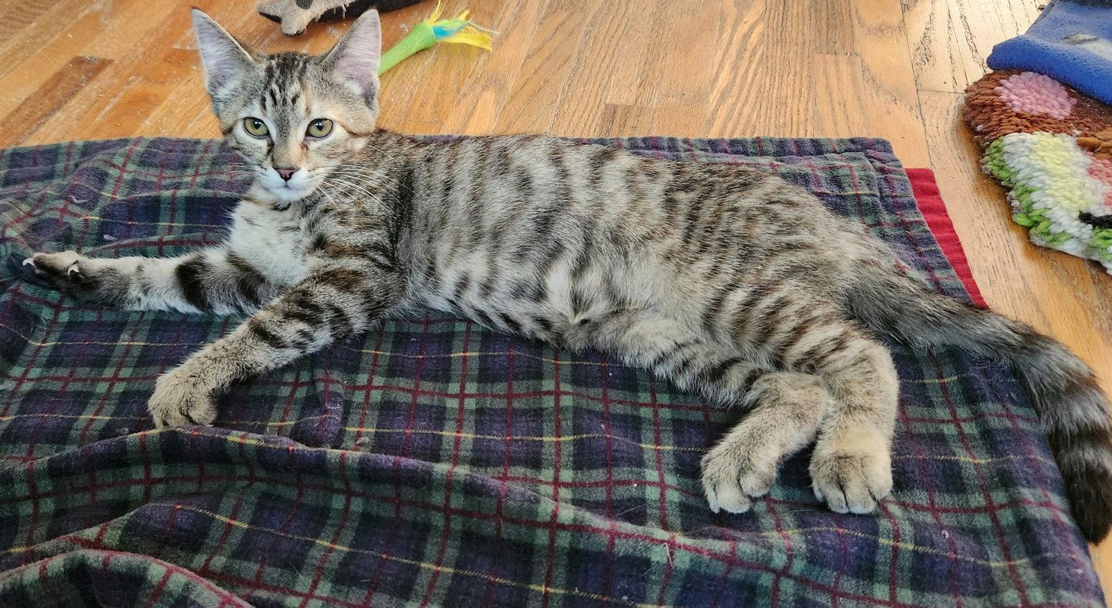 Enlarge Guppy, a Adoptable Domestic Medium Hair in Rochester, NY image 1/3