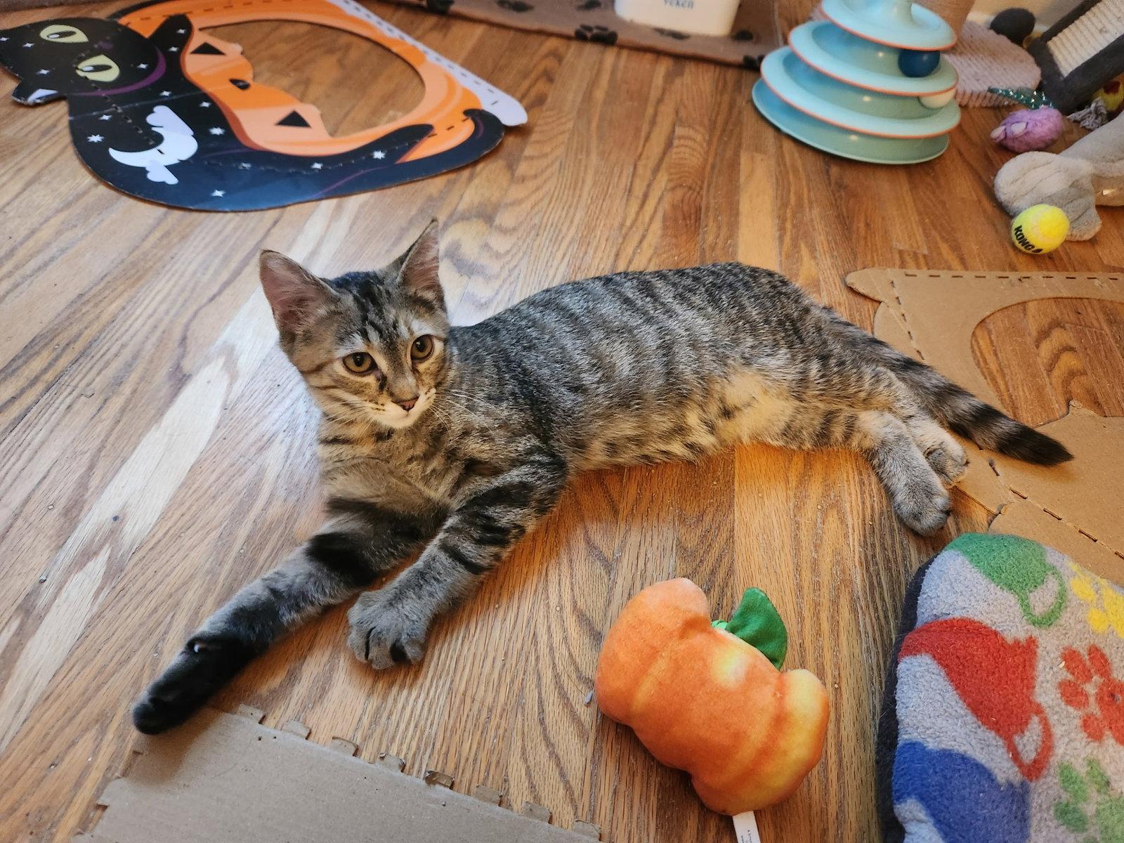 Enlarge Guppy, a Adoptable Domestic Medium Hair in Rochester, NY image 2/3