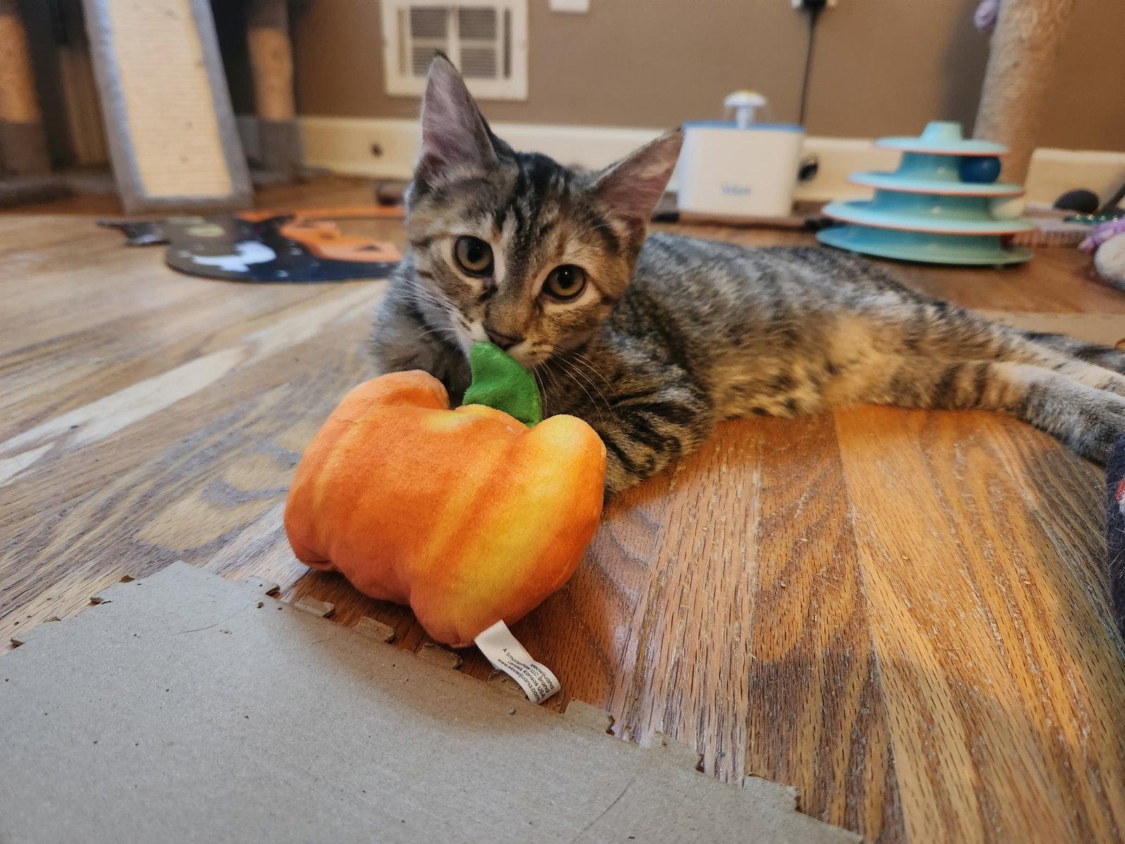 Enlarge Guppy, a Adoptable Domestic Medium Hair in Rochester, NY image 3/3