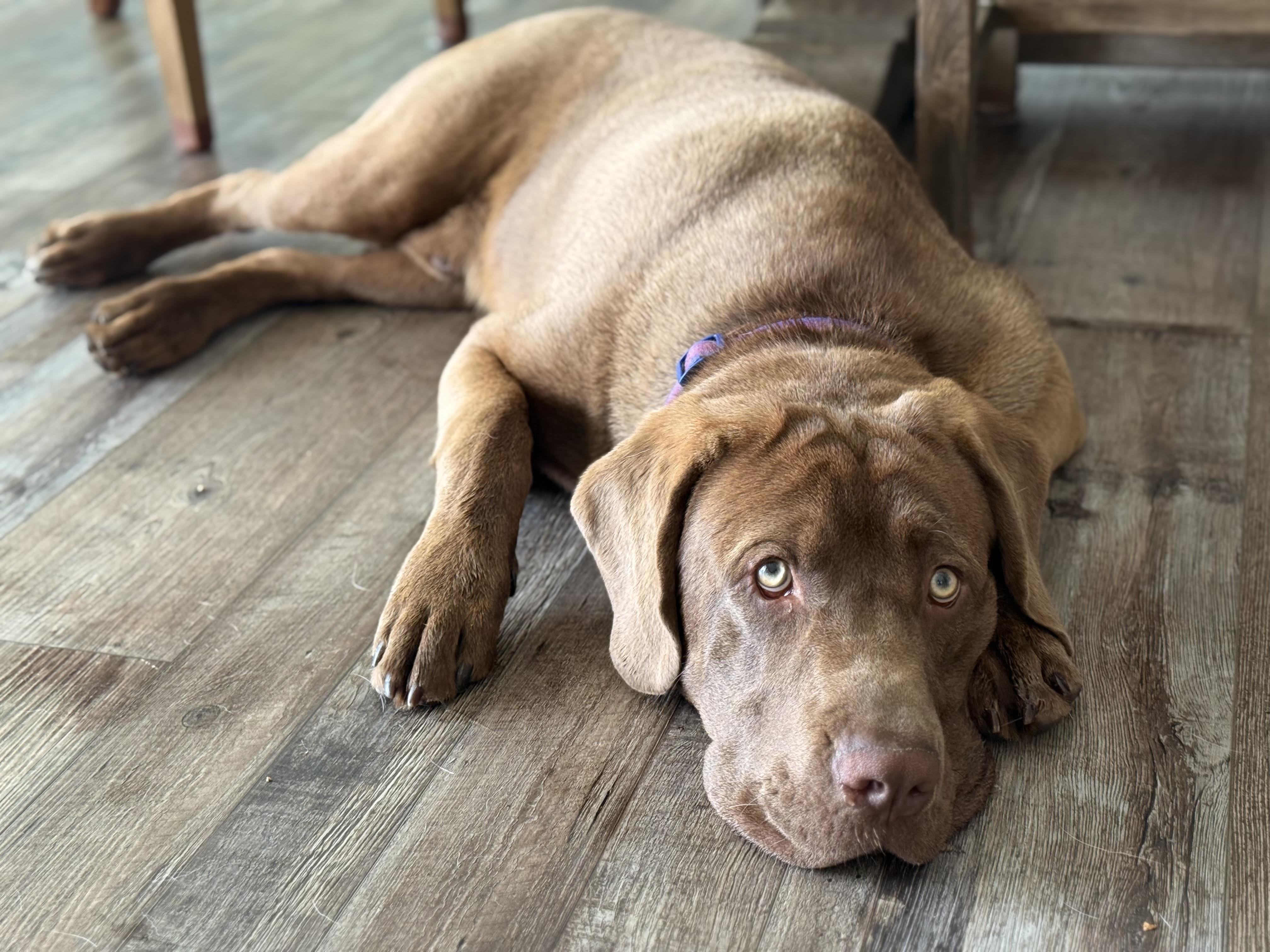 Max- desperately need a foster or adopter -- no where to go as of TUES, Young Male unknown