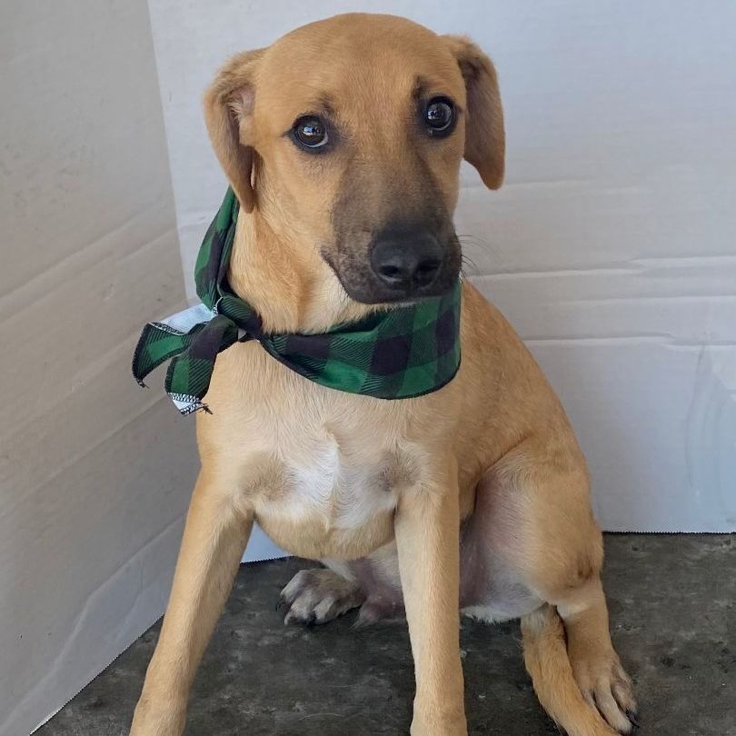 Sam, a Adoptable mixed breed image 1/4