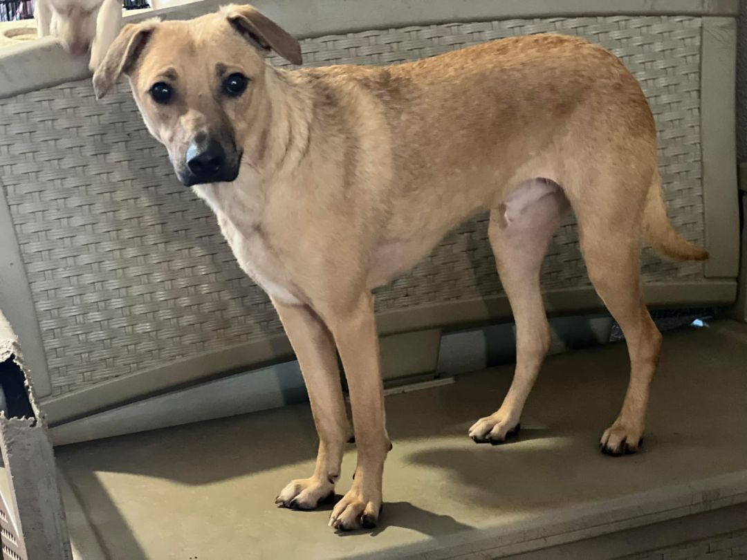 Sam, a Adoptable mixed breed image 2/4