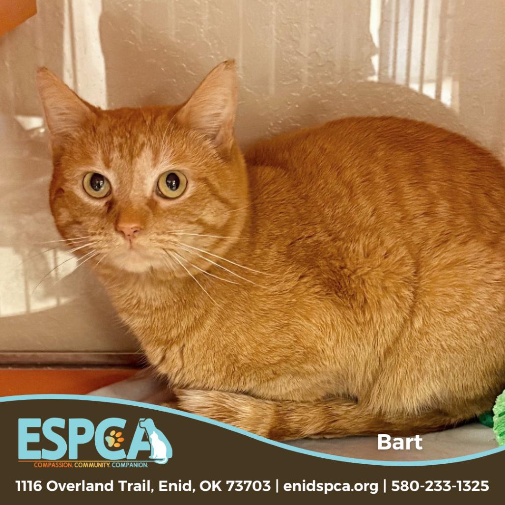 Enlarge Bart, a Adoptable Domestic Short Hair in Enid, OK image 1/2