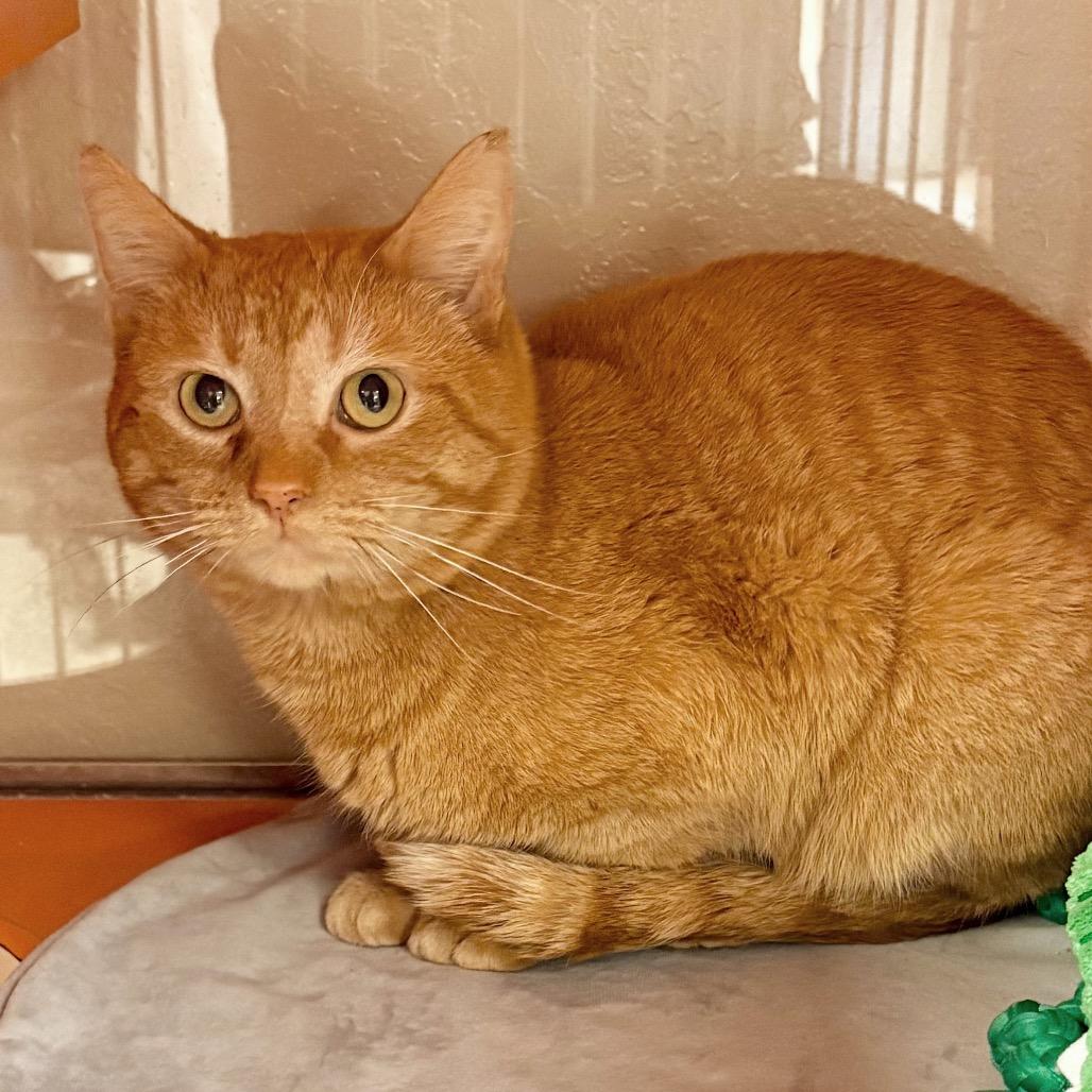 Enlarge Bart, a Adoptable Domestic Short Hair in Enid, OK image 2/2