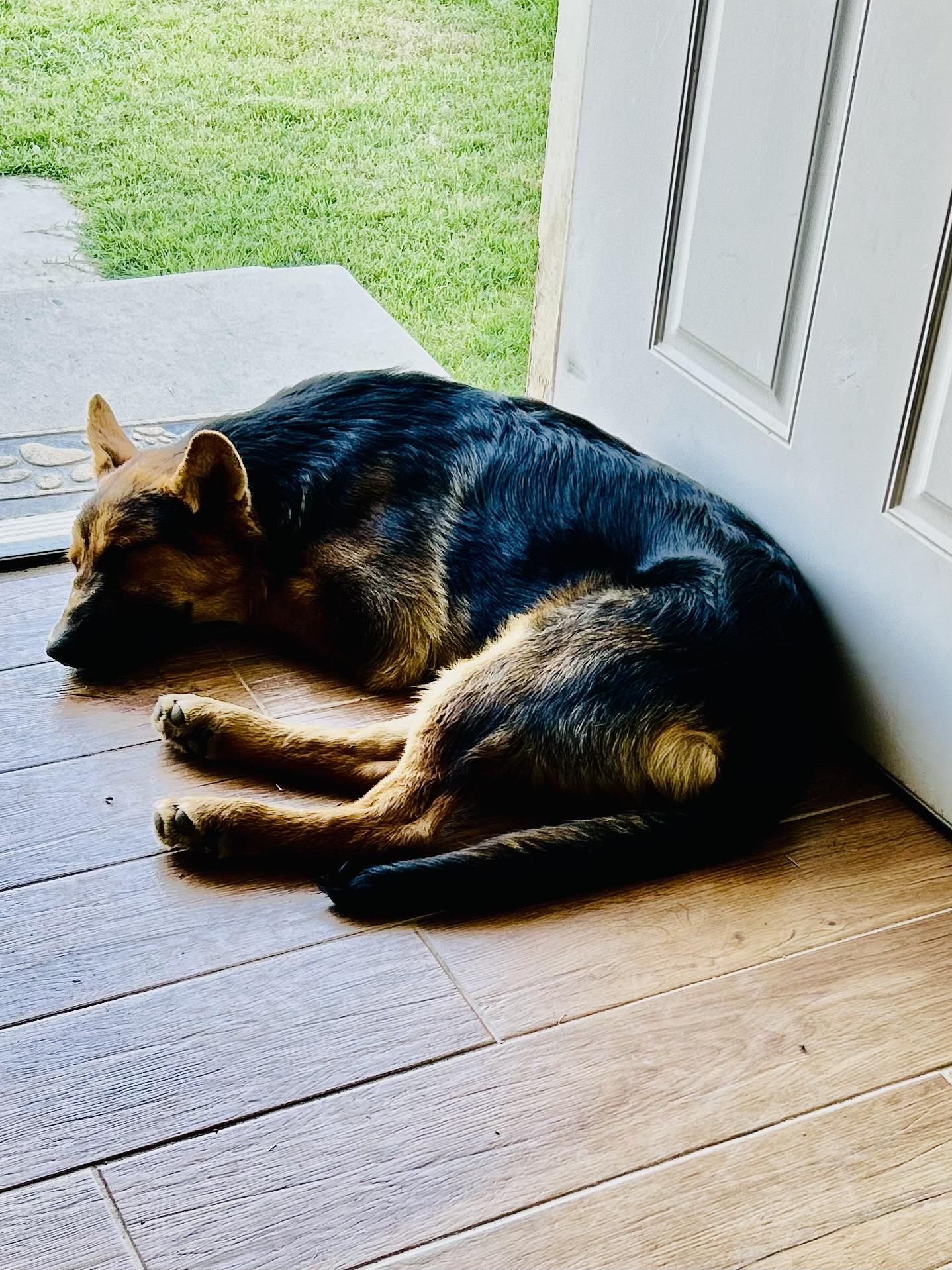 Buckingham, Young Male German Shepherd Dog