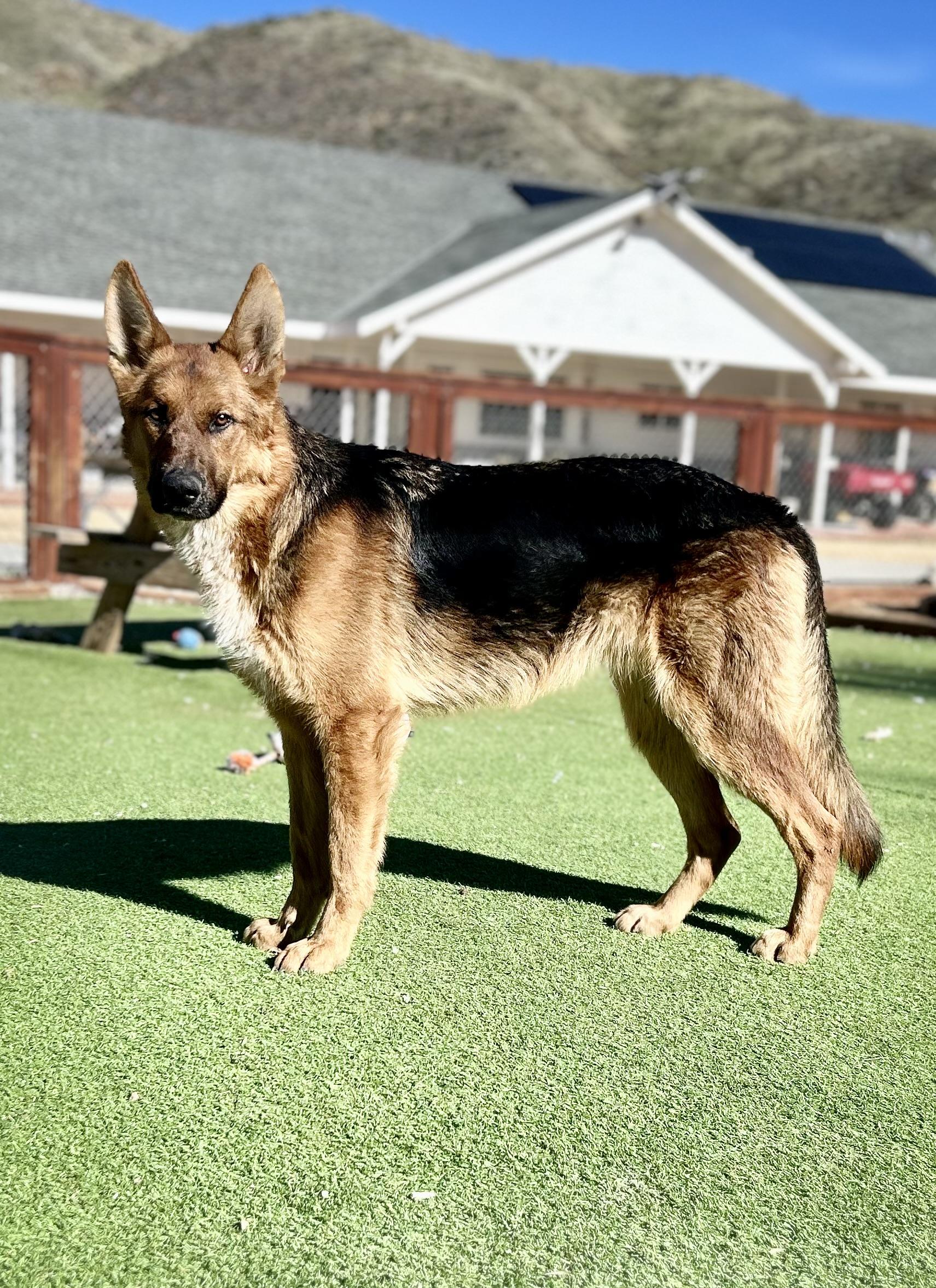 Buckingham, Adoptable, Young Male German Shepherd Dog.