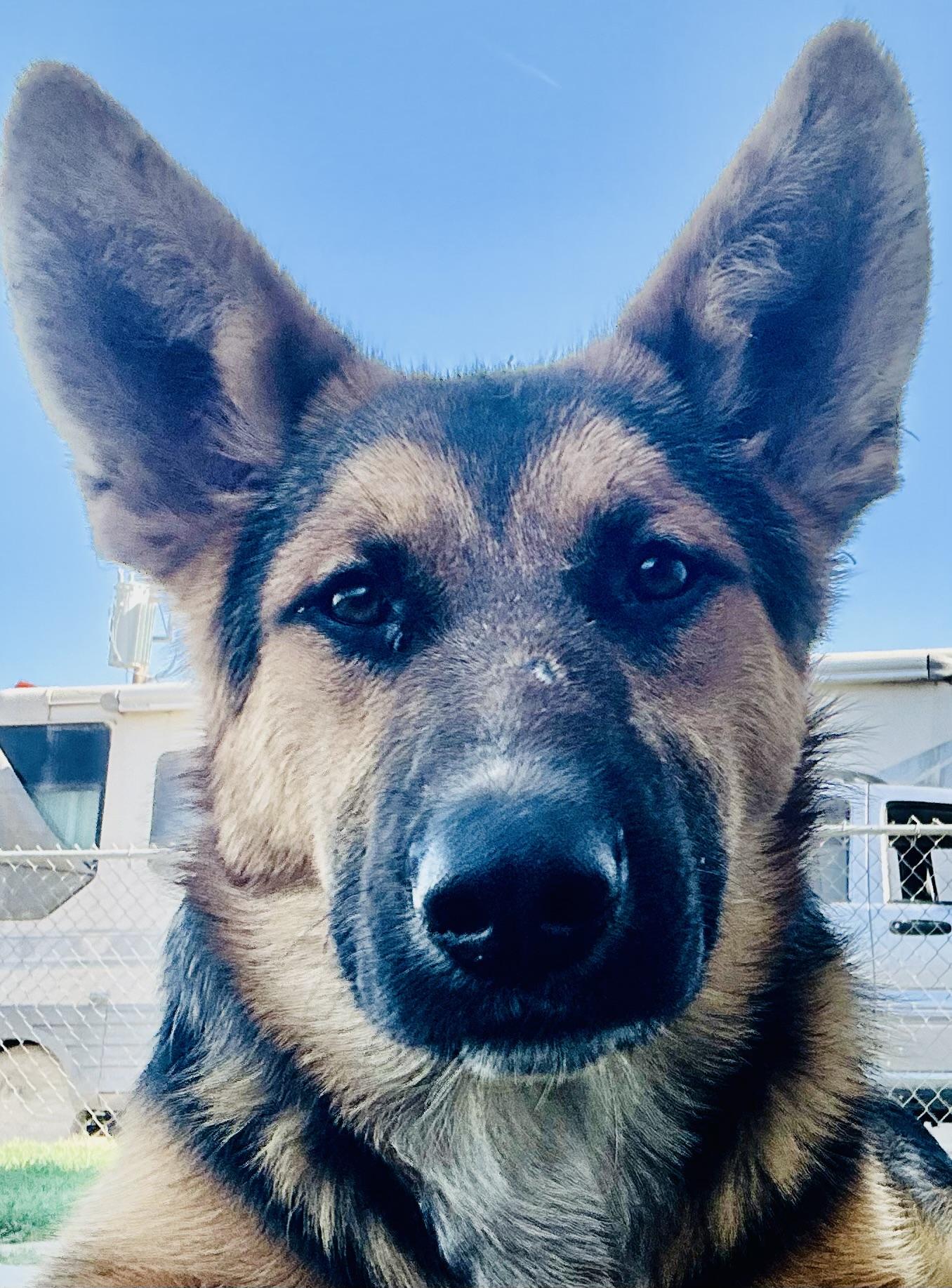 Buckingham, a Adoptable mixed breed in Bakersfield, CA image 1/5