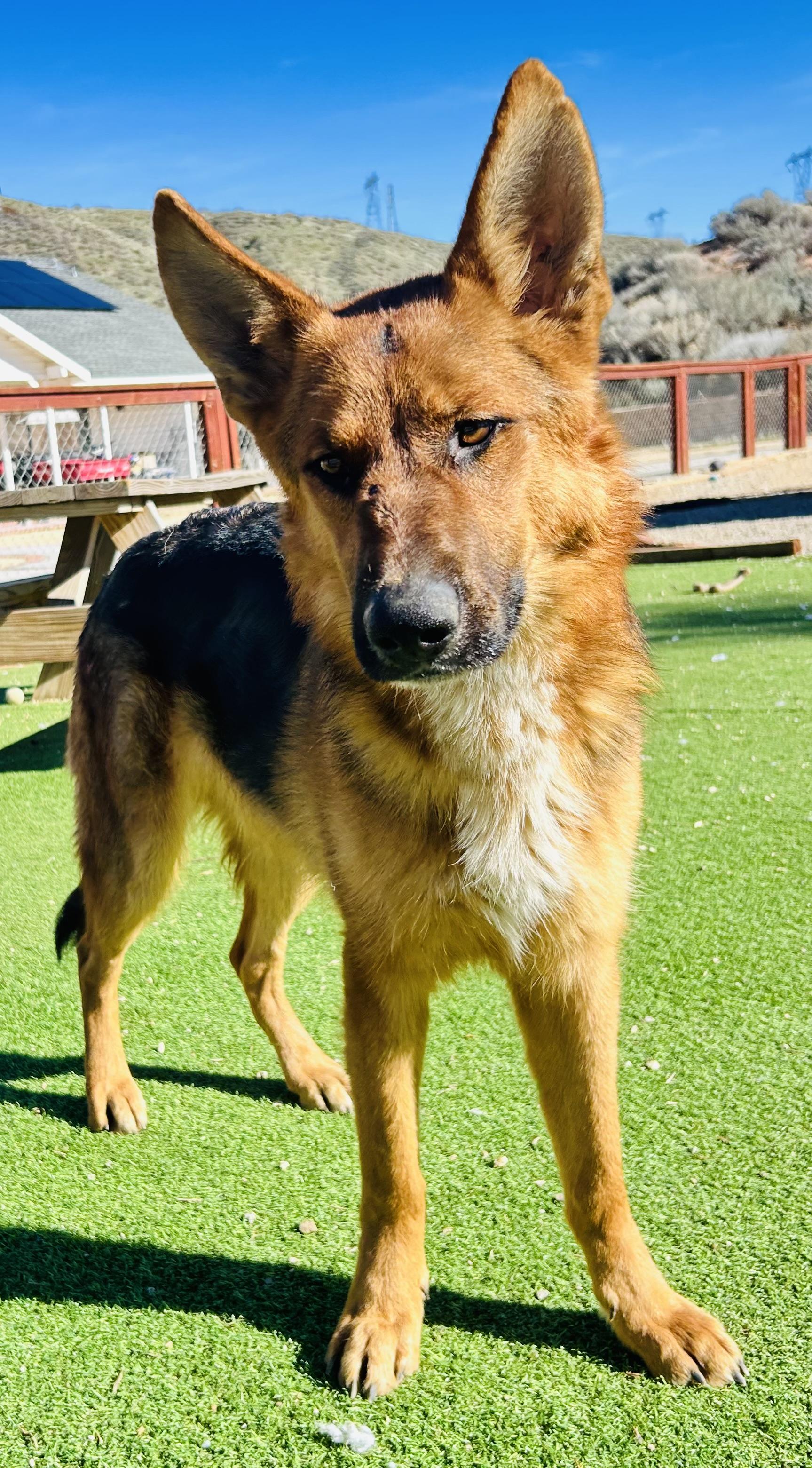 Enlarge Buckingham, a Adoptable mixed breed in Bakersfield, CA image 5/6