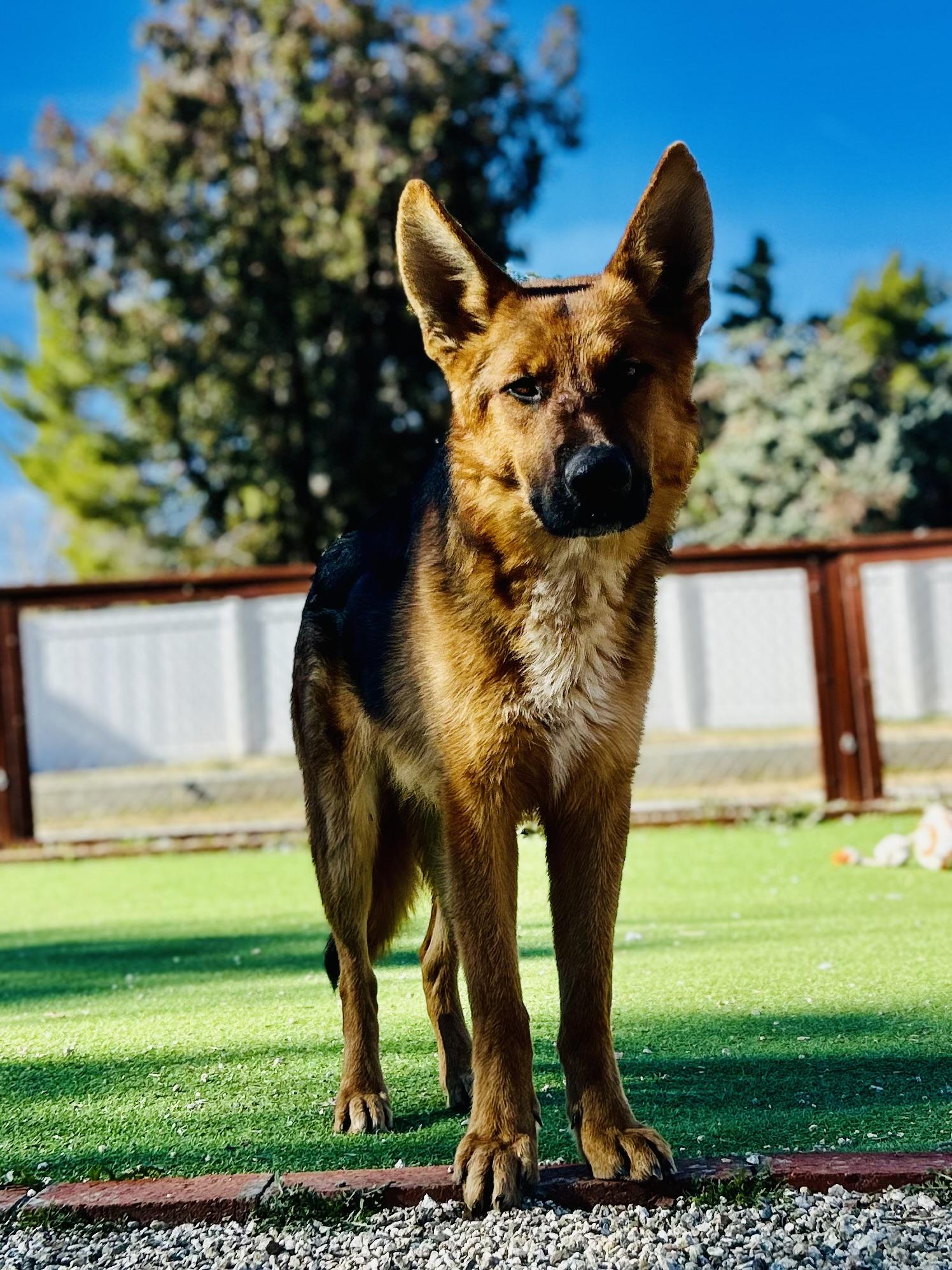 Enlarge Buckingham, a Adoptable mixed breed in Bakersfield, CA image 6/6