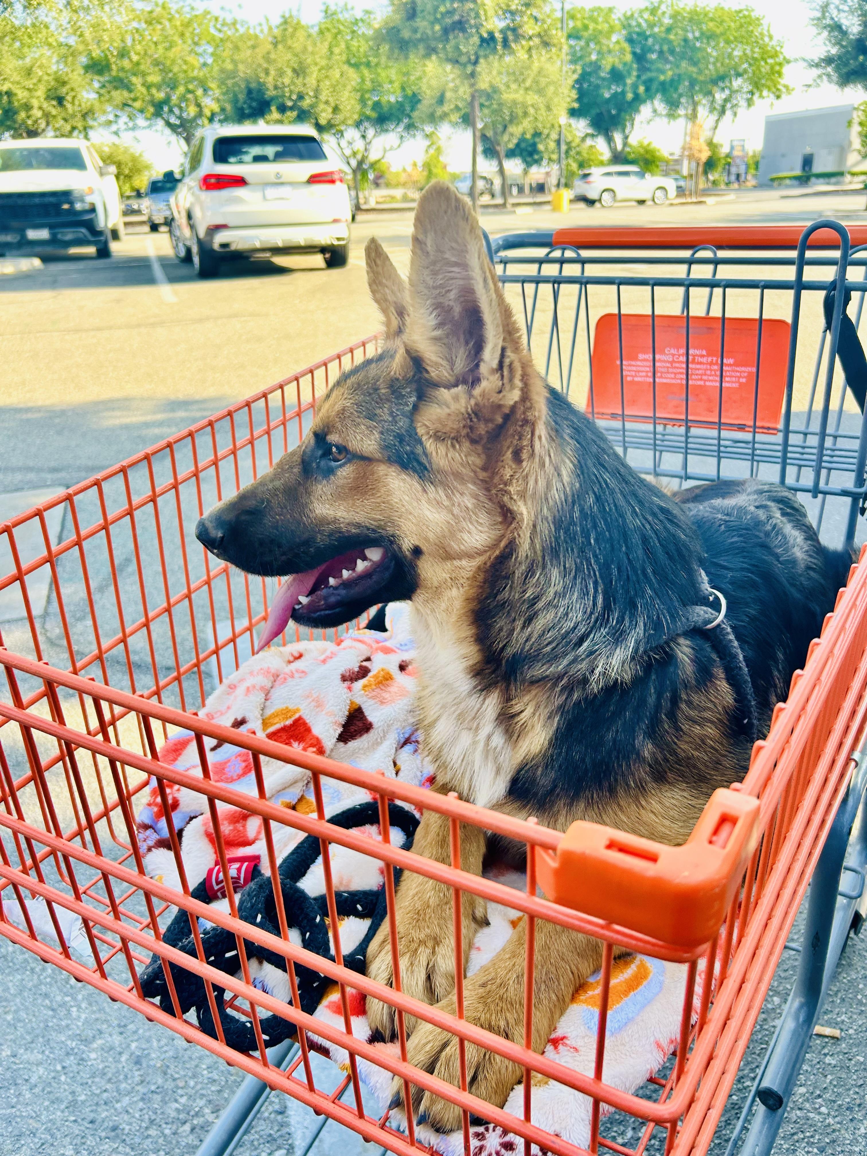 Buckingham, a Adoptable mixed breed in Bakersfield, CA image 2/5