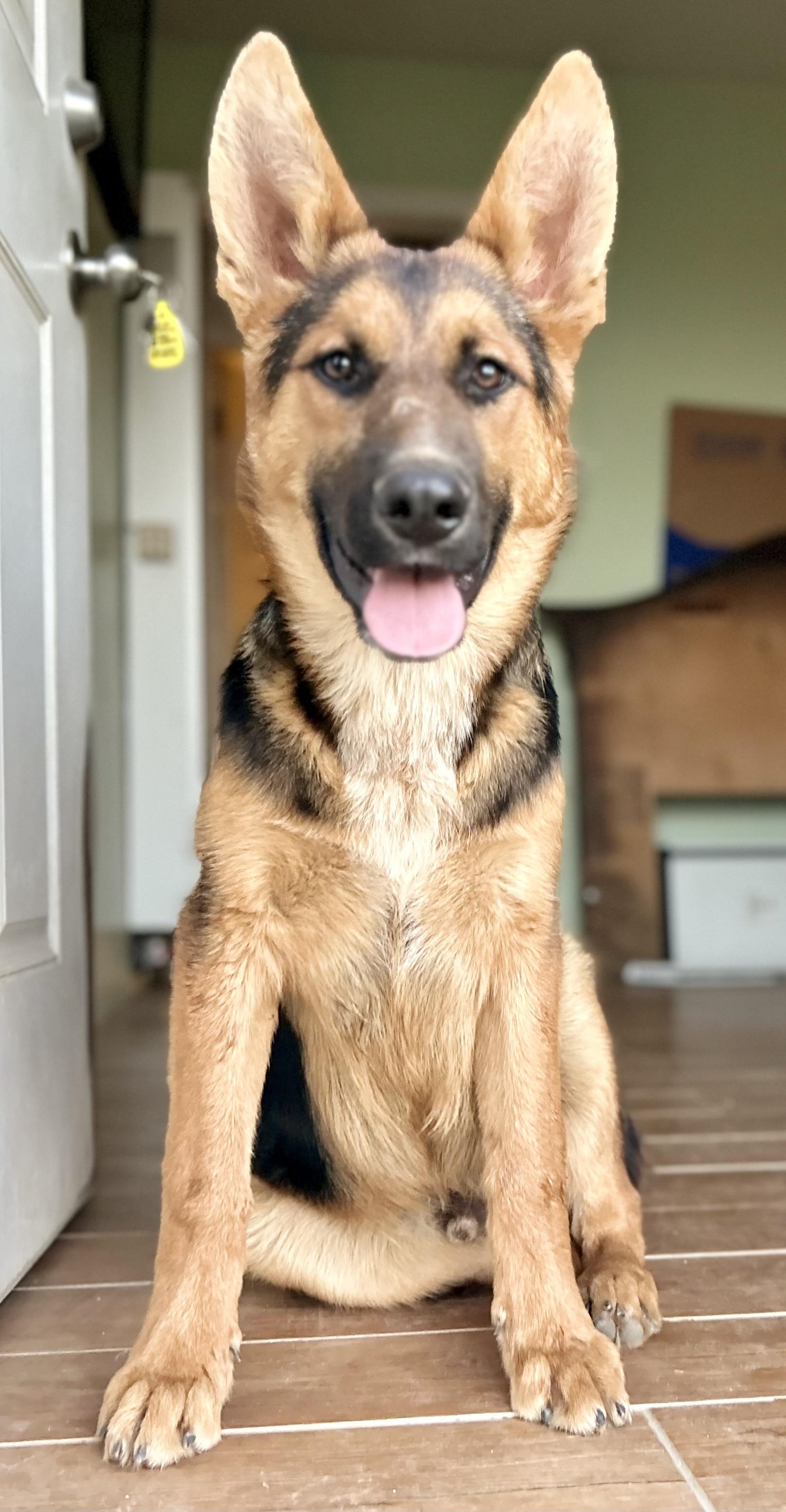 Buckingham, a Adoptable mixed breed in Bakersfield, CA image 3/5