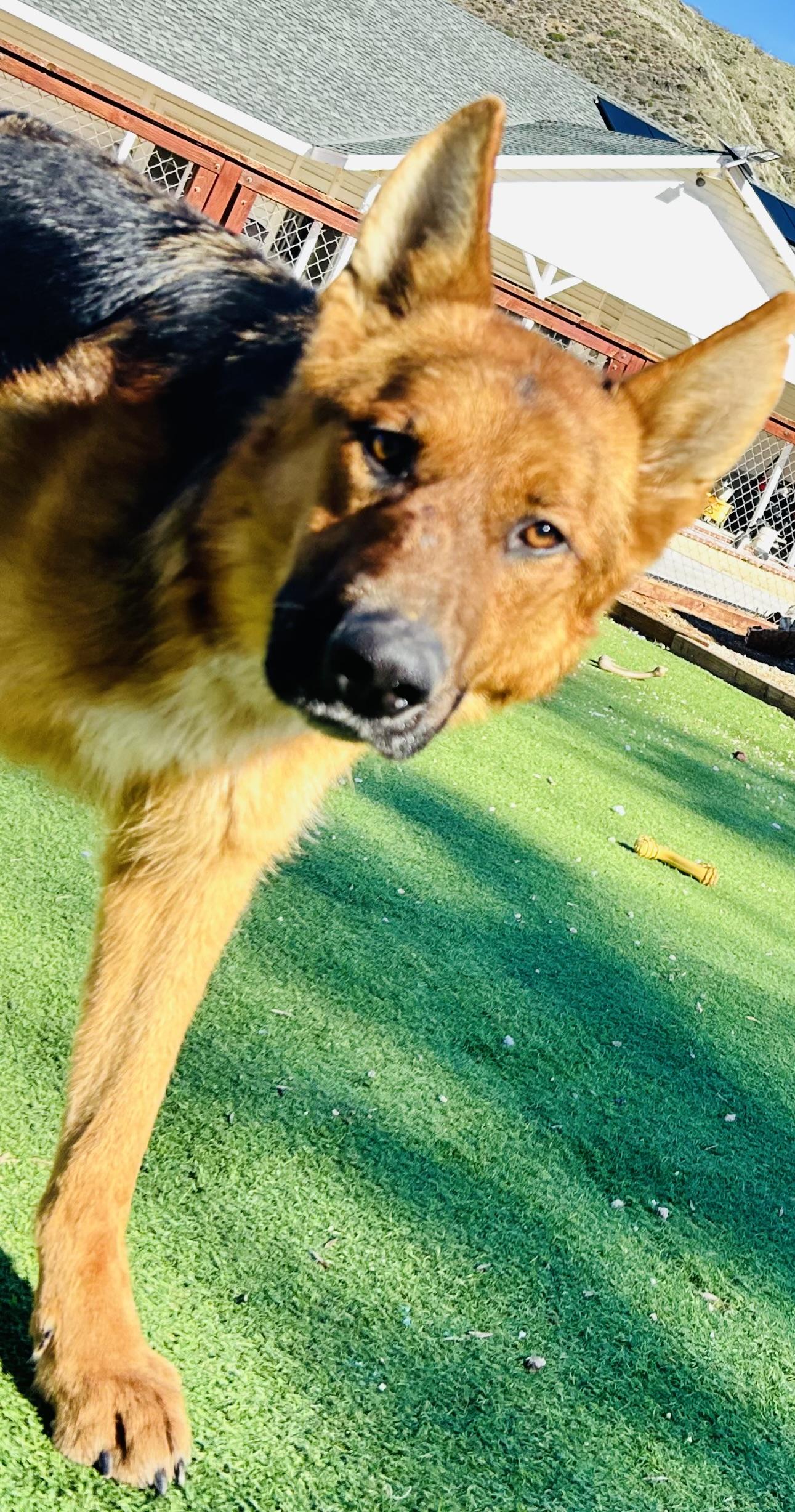 Enlarge Buckingham, a Adoptable mixed breed in Bakersfield, CA image 2/6