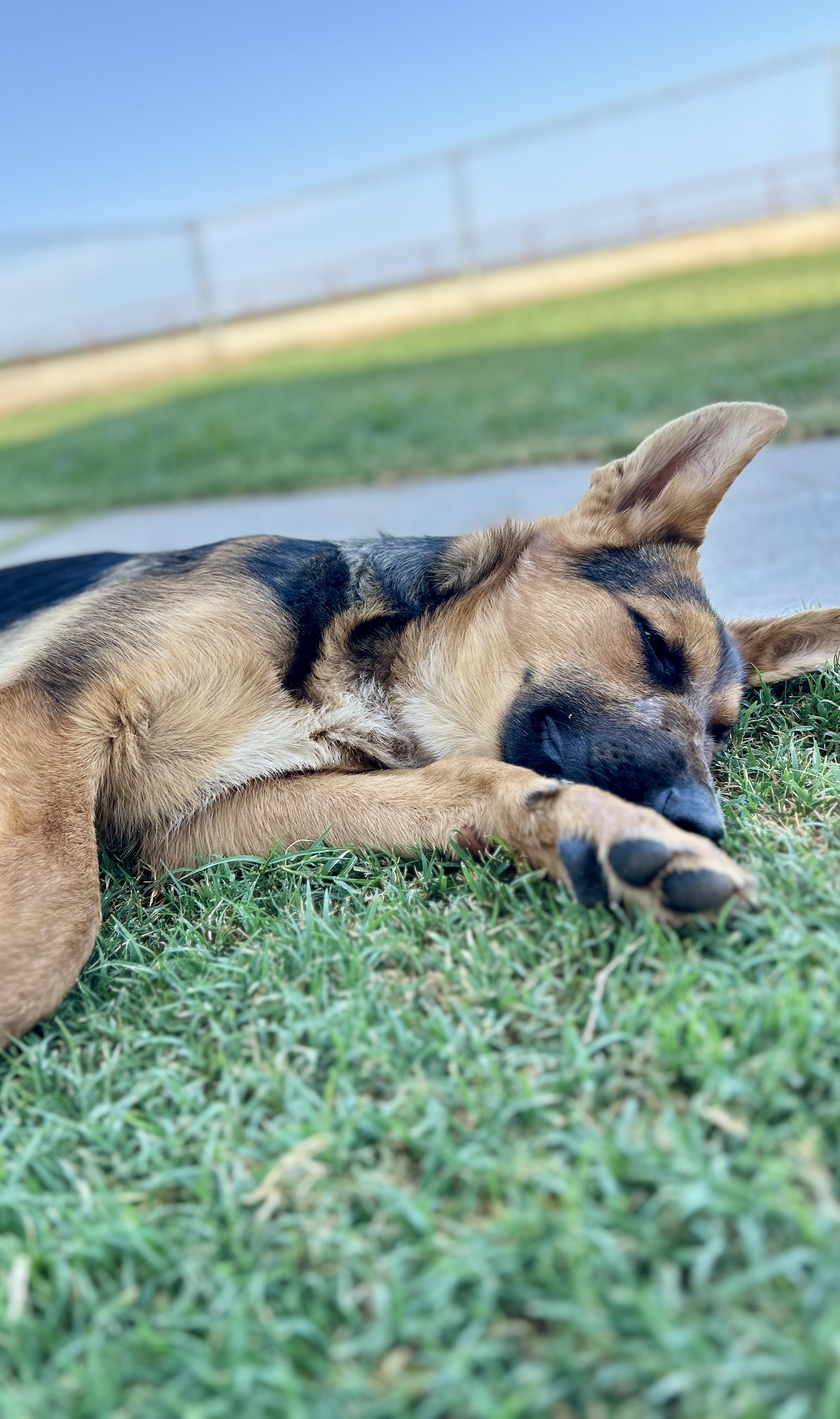 Buckingham, a Adoptable mixed breed in Bakersfield, CA image 4/5