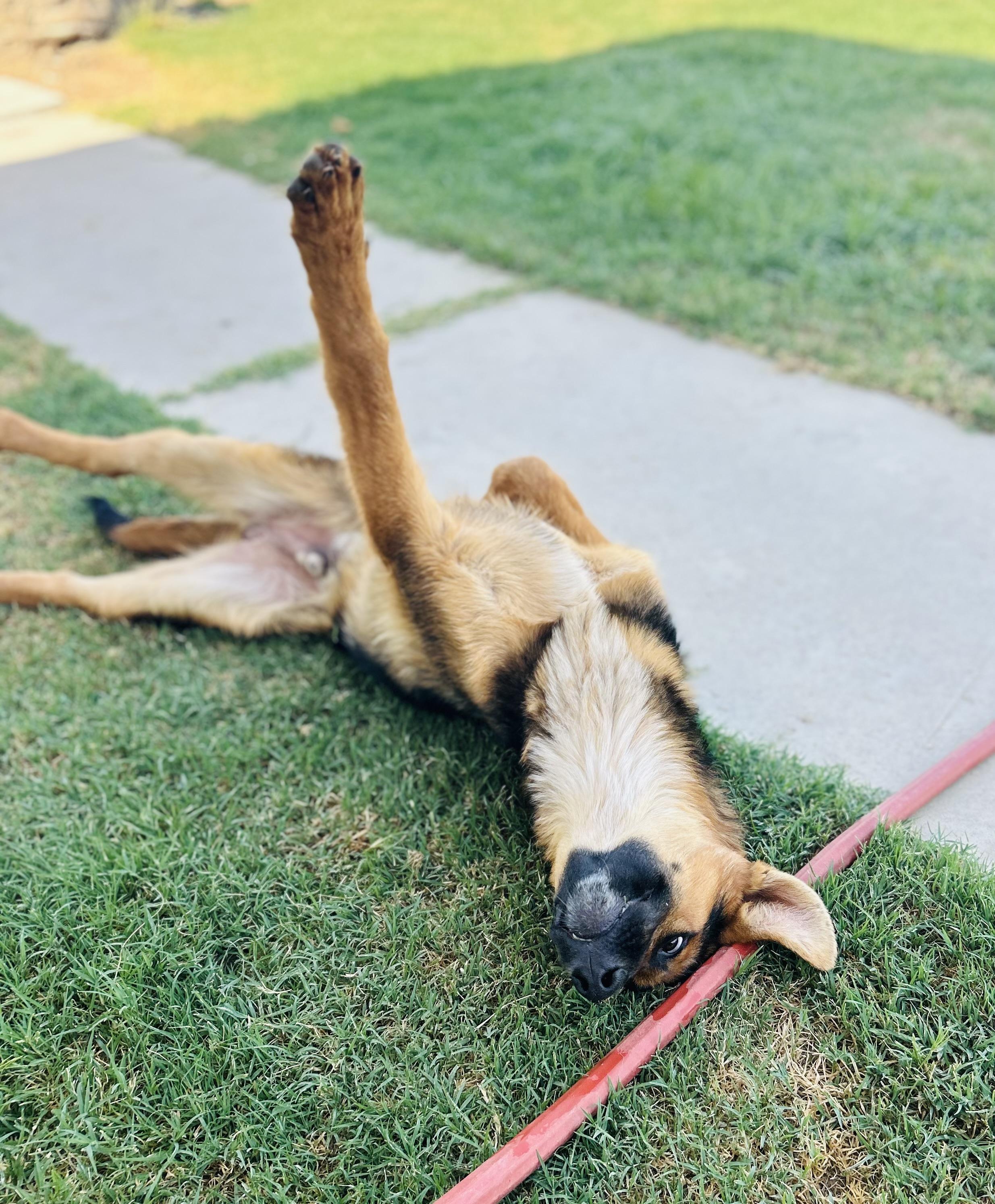 Buckingham, a Adoptable mixed breed in Bakersfield, CA image 5/5