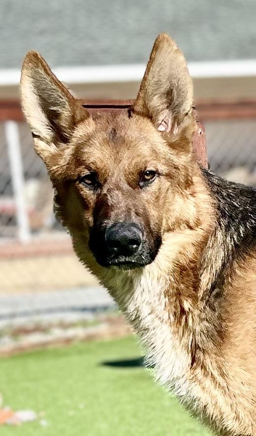 Enlarge Buckingham, a Adoptable mixed breed in Bakersfield, CA image 3/6