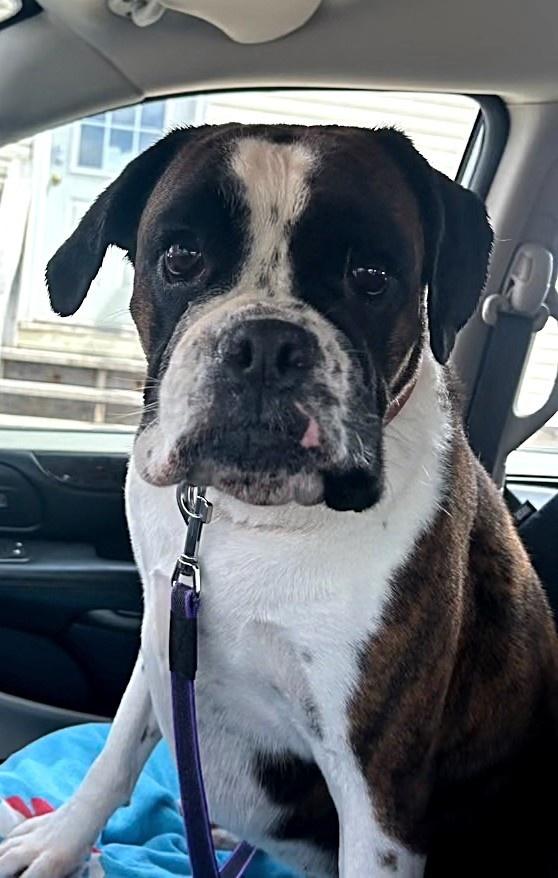 Zoey, a ADOPTABLE Boxer in Bancroft, ON image 2/3