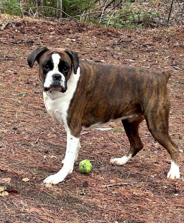 Zoey, a ADOPTABLE Boxer in Bancroft, ON image 1/3
