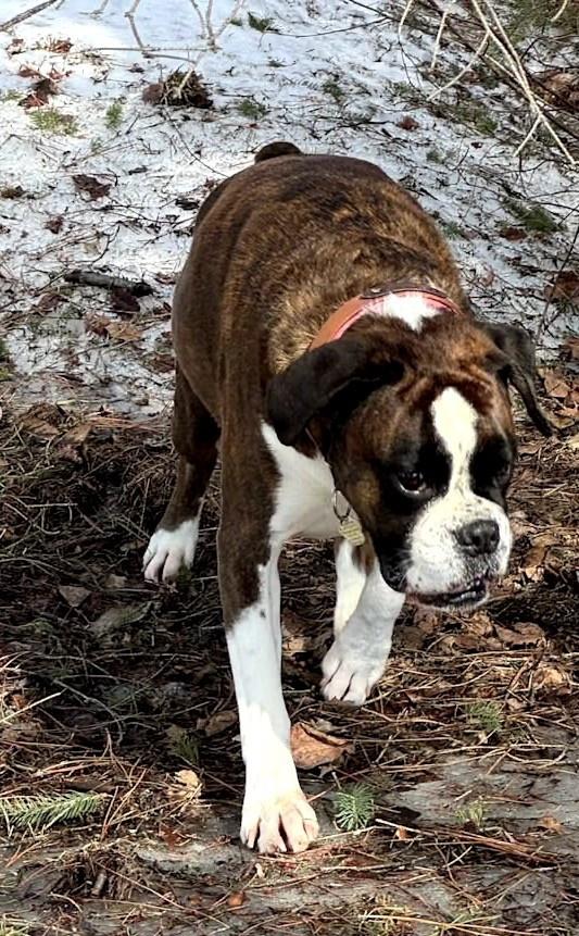 Zoey, a ADOPTABLE Boxer in Bancroft, ON image 3/3