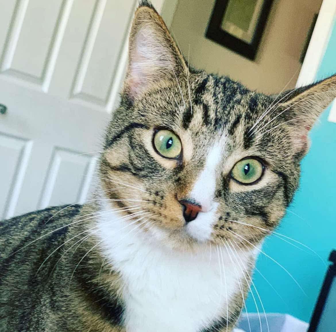 Enlarge Edmund, a Adoptable Domestic Short Hair in Nutley, NJ image 1/4