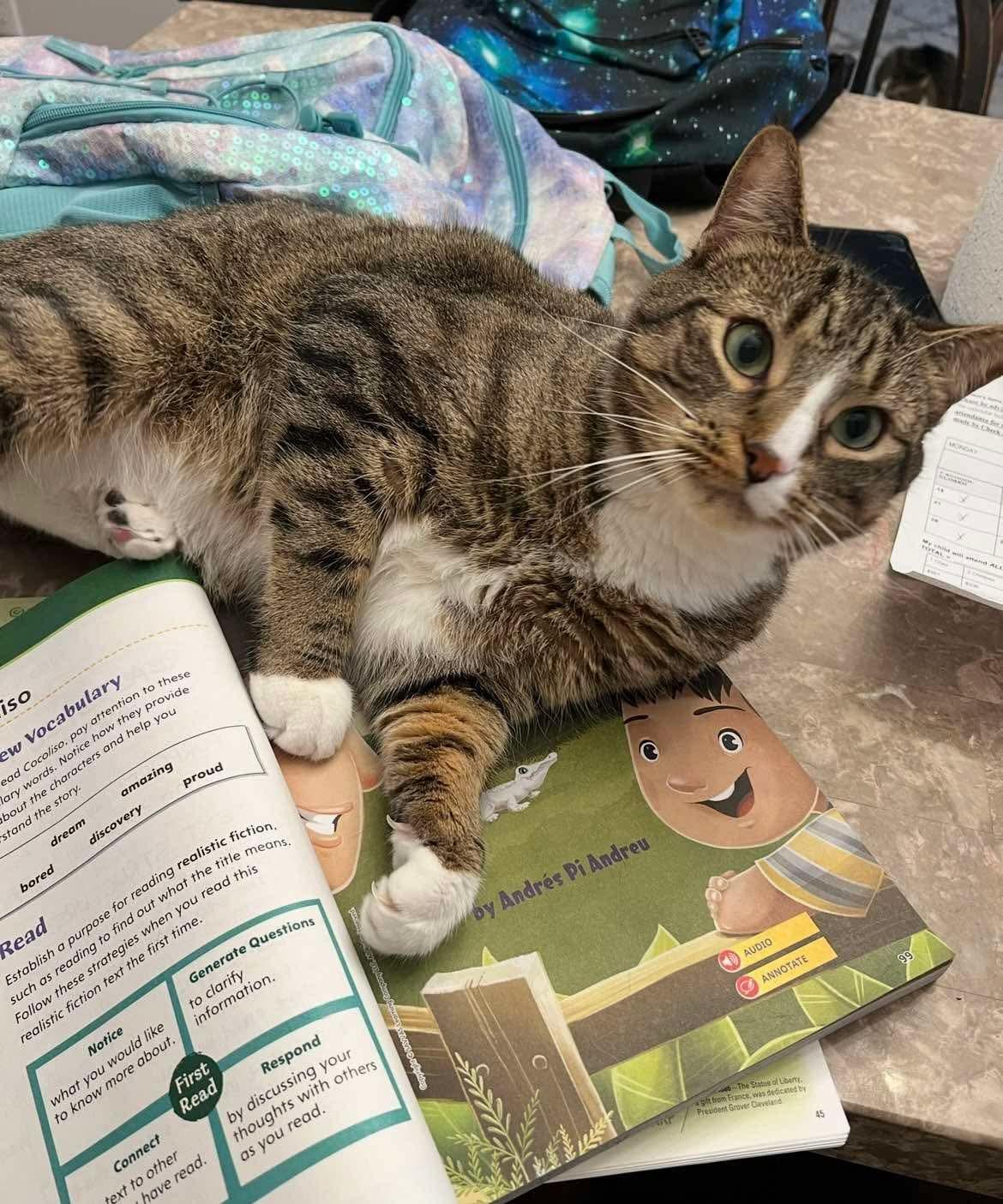 Enlarge Edmund, a Adoptable Domestic Short Hair in Nutley, NJ image 2/4