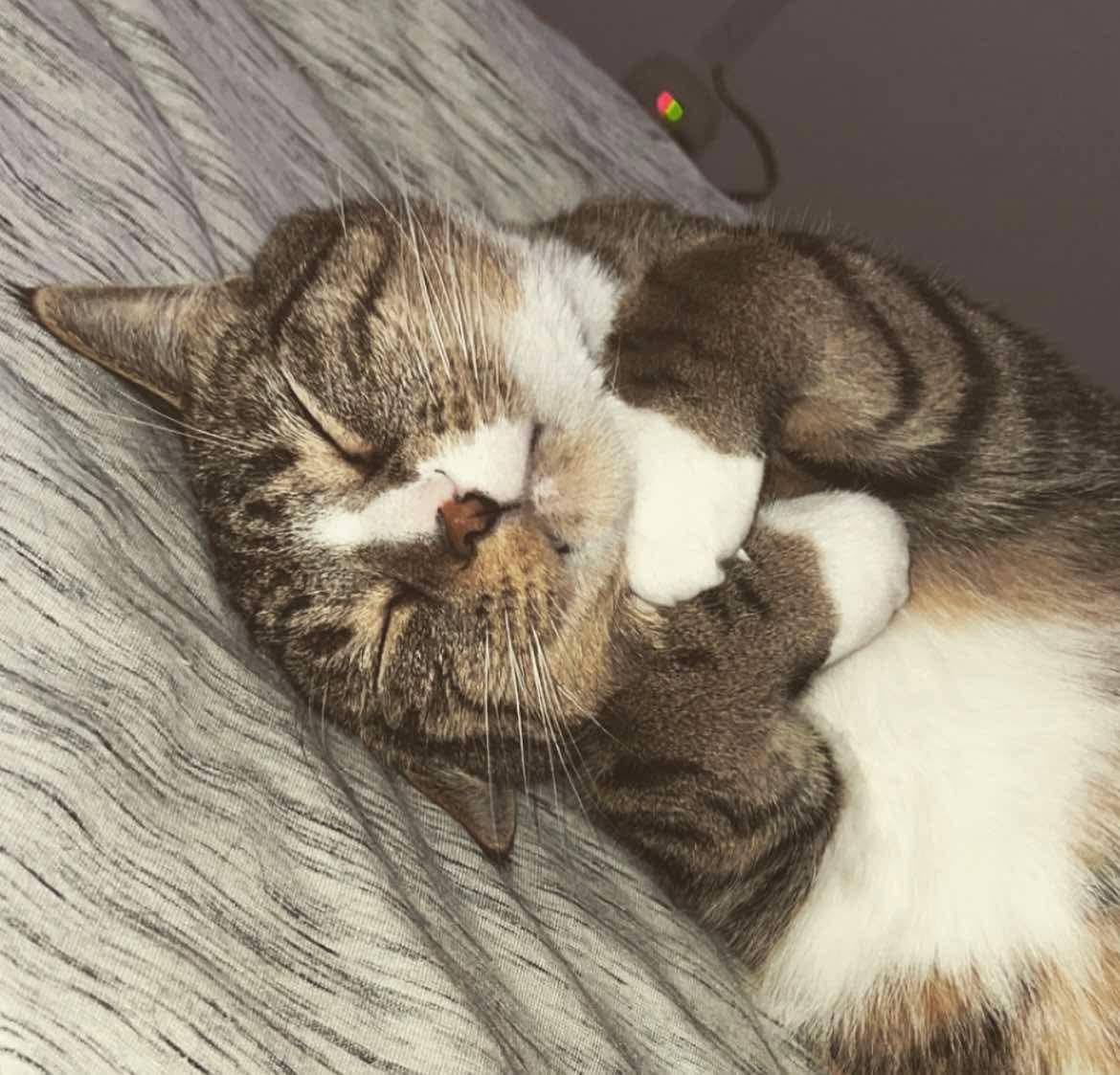 Enlarge Edmund, a Adoptable Domestic Short Hair in Nutley, NJ image 3/4